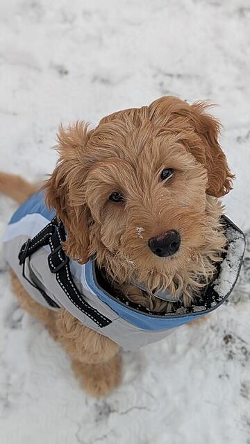 Klicke auf die Grafik für eine vergrößerte Ansicht  Name: PXL_20260106_093243984.PORTRAIT.jpg Ansichten: 0 Größe: 67,0 KB ID: 1201073