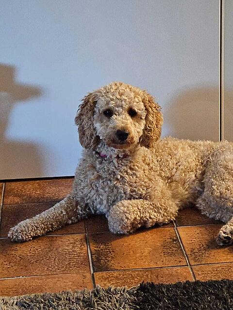 Klicke auf die Grafik für eine vergrößerte Ansicht  Name: Fine11 1739.jpg Ansichten: 0 Größe: 132,3 KB ID: 1201075