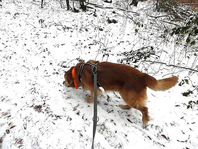 Klicke auf die Grafik für eine vergrößerte Ansicht  Name: P1040539x.jpg Ansichten: 0 Größe: 184,5 KB ID: 1201095