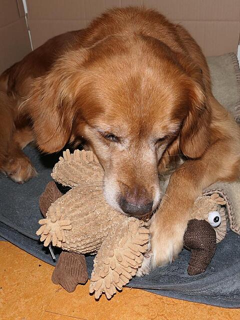 Klicke auf die Grafik für eine vergrößerte Ansicht

Name: P1041971.jpg
Ansichten: 0
Größe: 150,0 KB
ID: 1201358