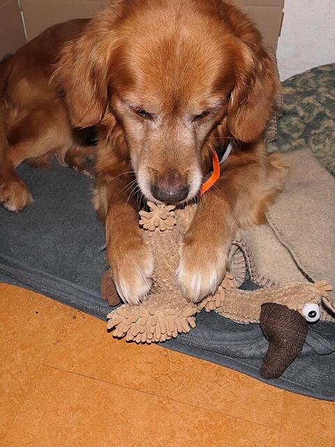 Klicke auf die Grafik für eine vergrößerte Ansicht

Name: P1041974.jpg
Ansichten: 0
Größe: 122,9 KB
ID: 1201357