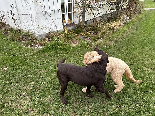 Klicke auf die Grafik für eine vergrößerte Ansicht  Name: IMG_9716.jpg Ansichten: 0 Größe: 243,2 KB ID: 1201652