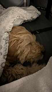 Klicke auf die Grafik für eine vergrößerte Ansicht  Name: PXL_20260108_072812478.NIGHT.jpg Ansichten: 0 Größe: 51,6 KB ID: 1201638