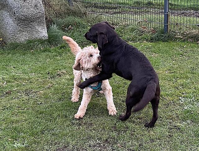 Klicke auf die Grafik für eine vergrößerte Ansicht  Name: IMG_9588.jpg Ansichten: 0 Größe: 287,4 KB ID: 1201649