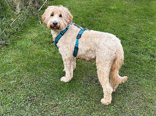 Klicke auf die Grafik für eine vergrößerte Ansicht  Name: IMG_9414.jpg Ansichten: 0 Größe: 304,1 KB ID: 1201651