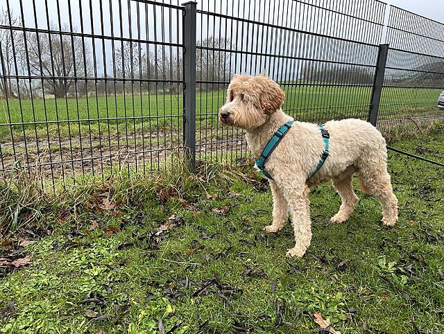 Klicke auf die Grafik für eine vergrößerte Ansicht

Name: IMG_9200.jpg
Ansichten: 0
Größe: 303,5 KB
ID: 1201660