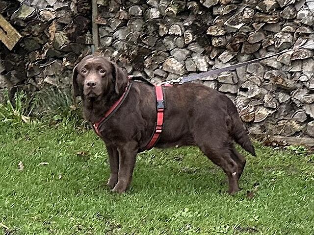 Klicke auf die Grafik für eine vergrößerte Ansicht  Name: IMG_0681.jpg Ansichten: 0 Größe: 190,7 KB ID: 1201662