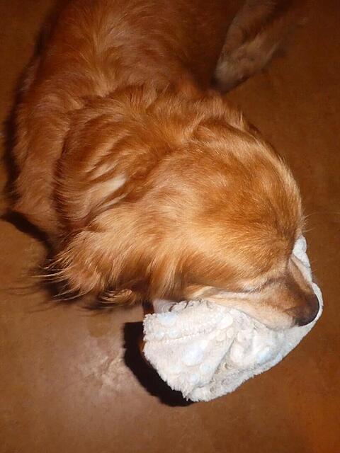 Klicke auf die Grafik für eine vergrößerte Ansicht

Name: P1040561a.jpg
Ansichten: 0
Größe: 76,8 KB
ID: 1201931