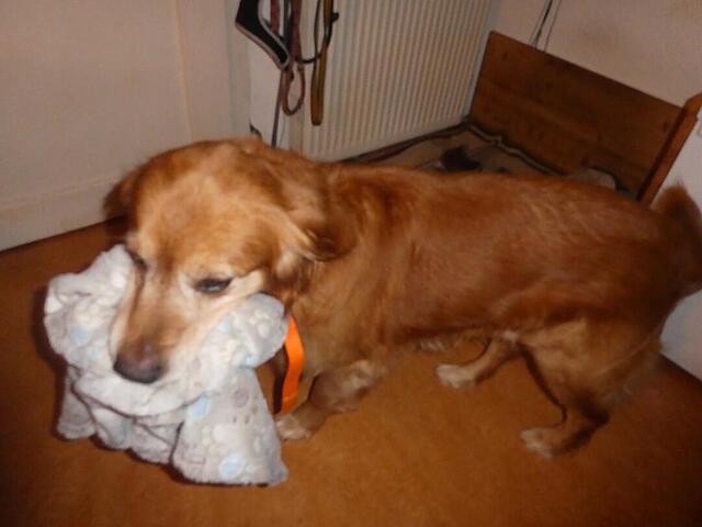 Klicke auf die Grafik für eine vergrößerte Ansicht

Name: P1040562.jpg
Ansichten: 0
Größe: 51,4 KB
ID: 1201934