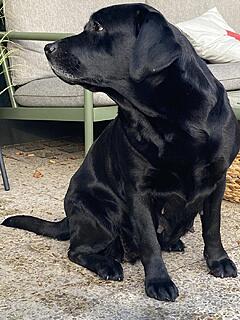 Klicke auf die Grafik für eine vergrößerte Ansicht  Name: IMG_3022.jpg Ansichten: 0 Größe: 152,7 KB ID: 1202114