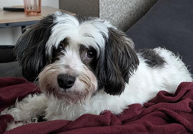 Klicke auf die Grafik für eine vergrößerte Ansicht

Name: 47B98771-D082-460E-BE8A-9D88578C806B.jpg
Ansichten: 0
Größe: 108,8 KB
ID: 1201731