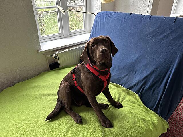 Klicke auf die Grafik für eine vergrößerte Ansicht

Name: IMG_1444.jpg
Ansichten: 598
Größe: 142,3 KB
ID: 1202010