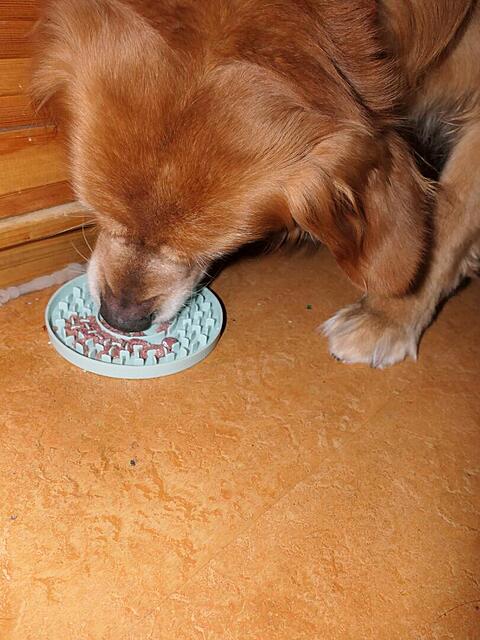 Klicke auf die Grafik für eine vergrößerte Ansicht

Name: P1041983.jpg
Ansichten: 0
Größe: 113,5 KB
ID: 1201933