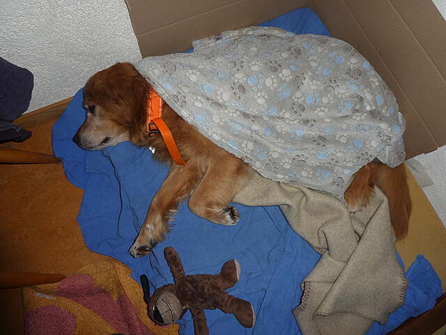 Klicke auf die Grafik für eine vergrößerte Ansicht

Name: P1040564.jpg
Ansichten: 0
Größe: 111,8 KB
ID: 1201935