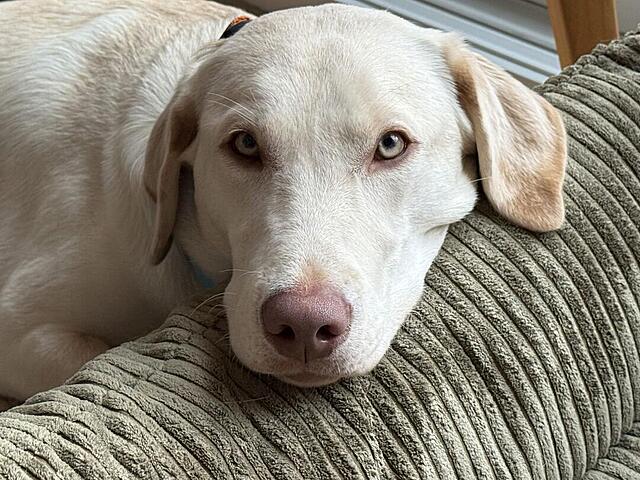 Klicke auf die Grafik für eine vergrößerte Ansicht

Name: IMG_0588.jpg
Ansichten: 0
Größe: 162,3 KB
ID: 1201962