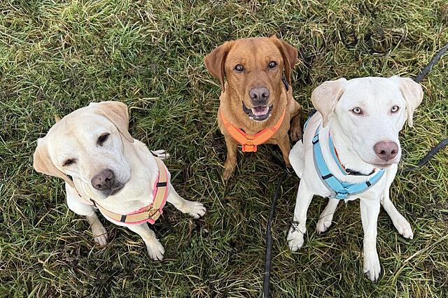 Klicke auf die Grafik für eine vergrößerte Ansicht

Name: IMG_0739.jpg
Ansichten: 0
Größe: 231,3 KB
ID: 1201964