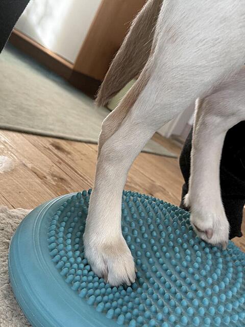 Klicke auf die Grafik für eine vergrößerte Ansicht

Name: IMG_0771.jpg
Ansichten: 0
Größe: 95,0 KB
ID: 1201966