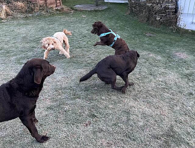 Klicke auf die Grafik für eine vergrößerte Ansicht  Name: IMG_0860.jpg Ansichten: 0 Größe: 243,5 KB ID: 1202096