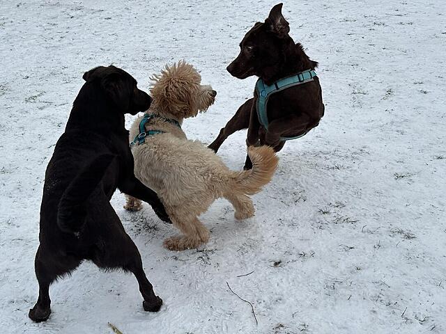 Klicke auf die Grafik für eine vergrößerte Ansicht

Name: IMG_1069.jpg
Ansichten: 379
Größe: 127,5 KB
ID: 1202102