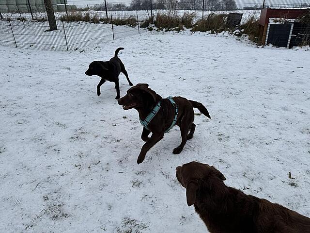 Klicke auf die Grafik für eine vergrößerte Ansicht

Name: IMG_1092.jpg
Ansichten: 371
Größe: 132,0 KB
ID: 1202103