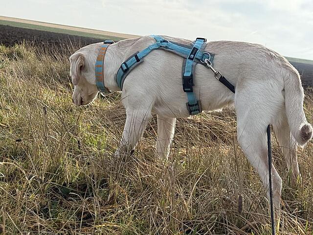 Klicke auf die Grafik für eine vergrößerte Ansicht  Name: IMG_0914.jpg Ansichten: 0 Größe: 210,4 KB ID: 1202254