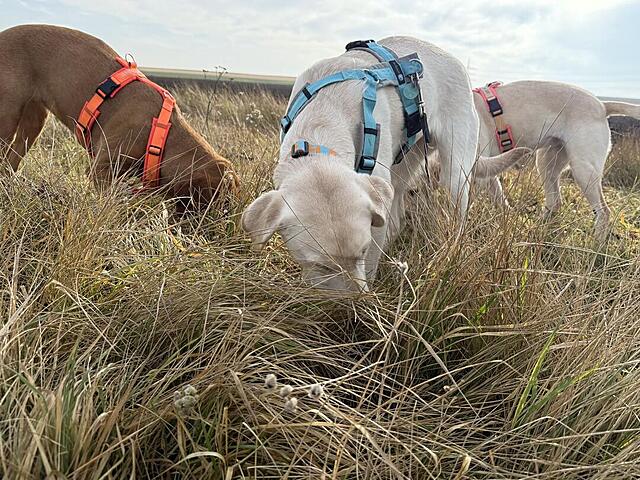 Klicke auf die Grafik für eine vergrößerte Ansicht  Name: IMG_0947.jpg Ansichten: 0 Größe: 215,5 KB ID: 1202255