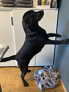 Klicke auf die Grafik für eine vergrößerte Ansicht  Name: IMG_3077.jpg Ansichten: 0 Größe: 92,8 KB ID: 1202412