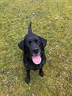 Klicke auf die Grafik für eine vergrößerte Ansicht  Name: Bonja Garten.jpg Ansichten: 0 Größe: 261,3 KB ID: 1202414