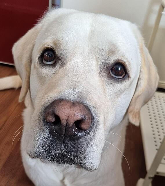 Klicke auf die Grafik für eine vergrößerte Ansicht  Name: Louis15 #1690.jpg Ansichten: 0 Größe: 105,2 KB ID: 1202531