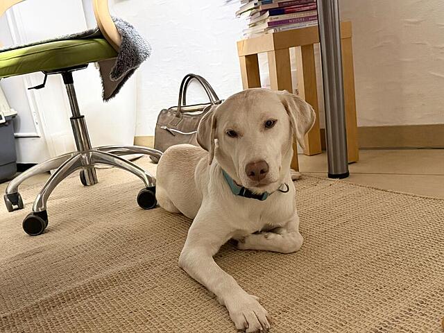 Klicke auf die Grafik für eine vergrößerte Ansicht  Name: IMG_E1193.jpg Ansichten: 0 Größe: 134,5 KB ID: 1202544