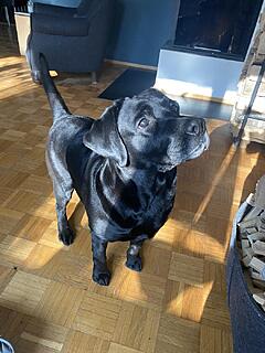 Klicke auf die Grafik für eine vergrößerte Ansicht  Name: IMG_3117.jpg Ansichten: 0 Größe: 129,8 KB ID: 1202641