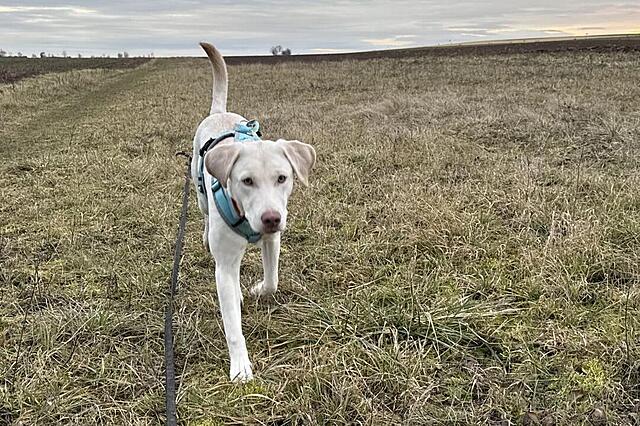 Klicke auf die Grafik für eine vergrößerte Ansicht  Name: IMG_0698.jpg Ansichten: 0 Größe: 204,2 KB ID: 1202898