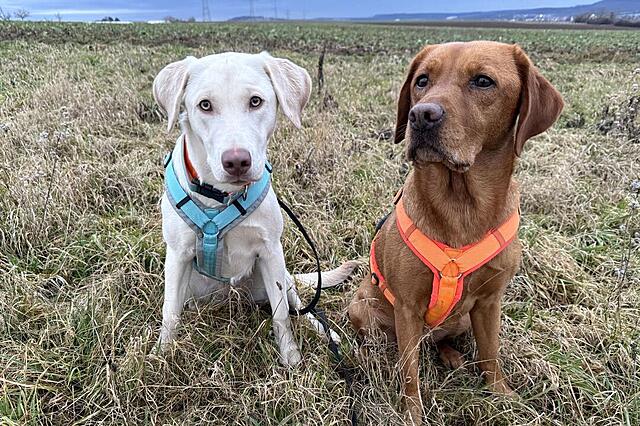 Klicke auf die Grafik für eine vergrößerte Ansicht  Name: IMG_0681.jpg Ansichten: 0 Größe: 211,0 KB ID: 1202899