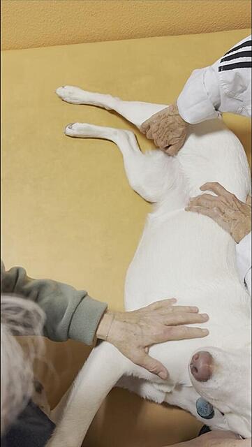 Klicke auf die Grafik für eine vergrößerte Ansicht  Name: Sannie-physio-Bild1.jpg Ansichten: 0 Größe: 46,0 KB ID: 1202901