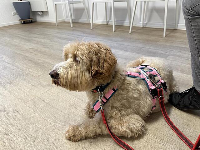 Klicke auf die Grafik für eine vergrößerte Ansicht  Name: IMG_0528.jpg Ansichten: 0 Größe: 138,9 KB ID: 1202920