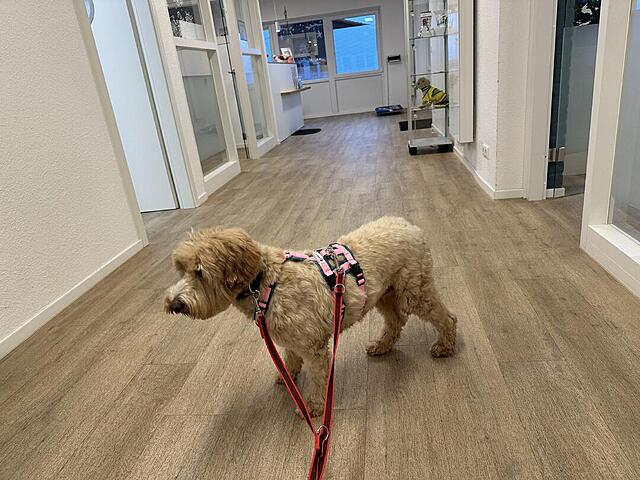 Klicke auf die Grafik für eine vergrößerte Ansicht  Name: IMG_0521.jpg Ansichten: 0 Größe: 133,5 KB ID: 1202921