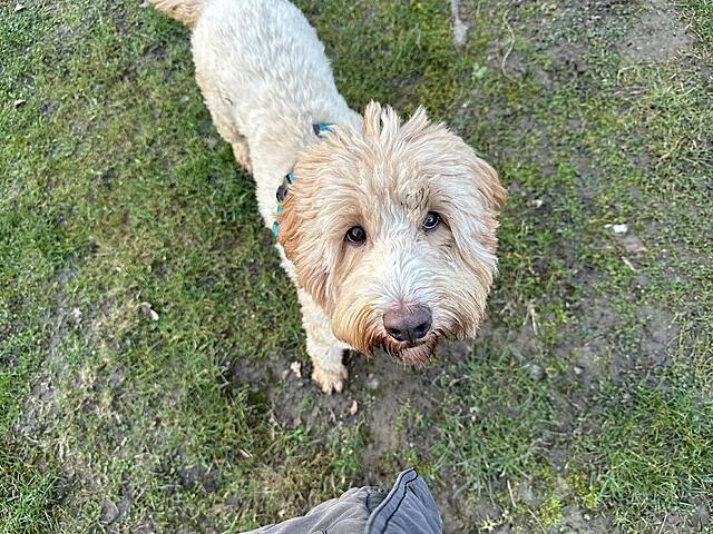 Klicke auf die Grafik für eine vergrößerte Ansicht  Name: IMG_9629.jpg Ansichten: 0 Größe: 193,8 KB ID: 1202926