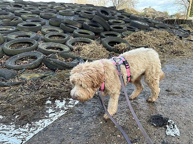 Klicke auf die Grafik für eine vergrößerte Ansicht  Name: IMG_1401.jpg Ansichten: 0 Größe: 263,2 KB ID: 1202929