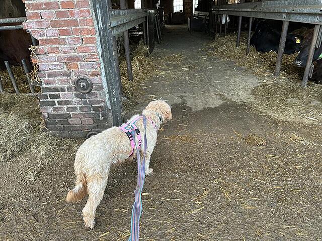 Klicke auf die Grafik für eine vergrößerte Ansicht  Name: IMG_1403.jpg Ansichten: 0 Größe: 256,3 KB ID: 1202930