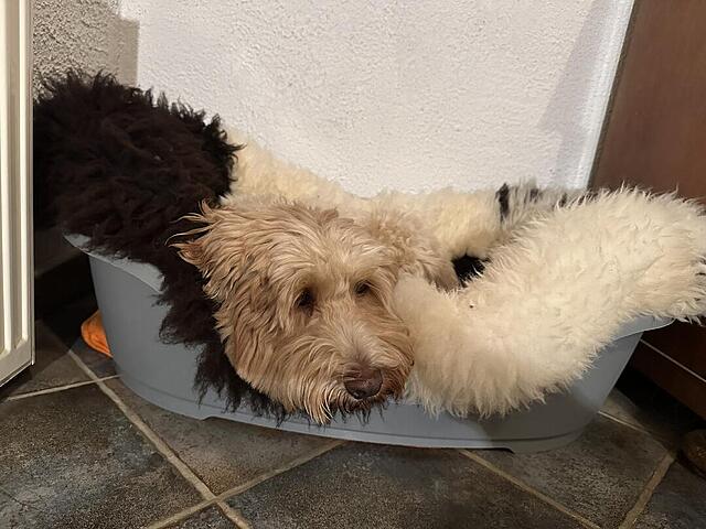 Klicke auf die Grafik für eine vergrößerte Ansicht  Name: IMG_0580.jpg Ansichten: 0 Größe: 104,3 KB ID: 1202932