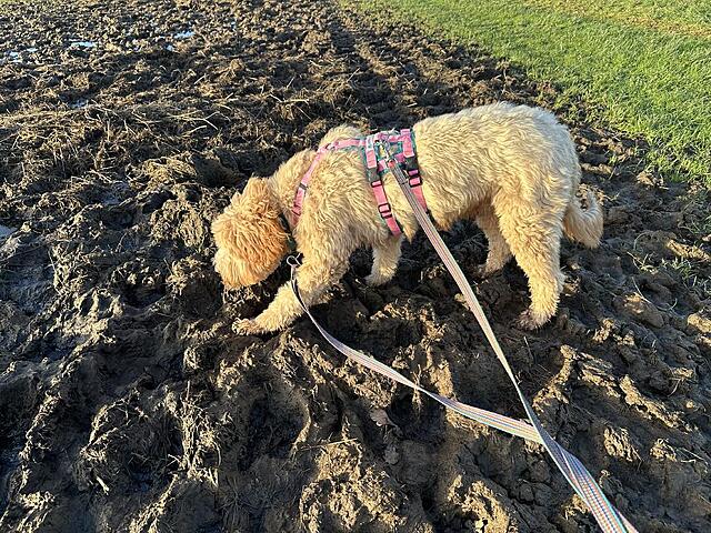 Klicke auf die Grafik für eine vergrößerte Ansicht  Name: IMG_1404.jpg Ansichten: 0 Größe: 280,3 KB ID: 1202934