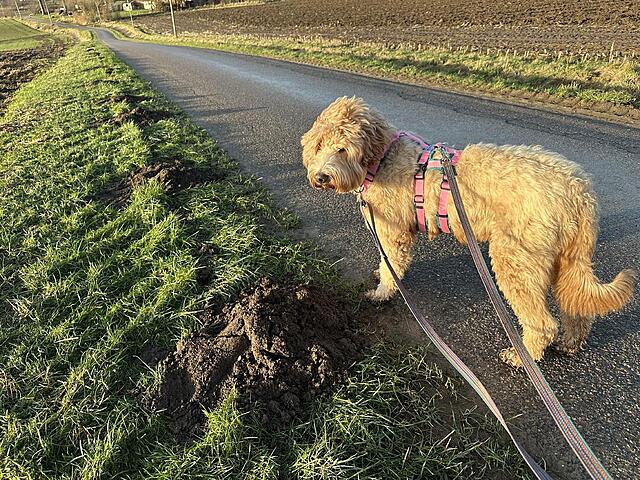 Klicke auf die Grafik für eine vergrößerte Ansicht  Name: IMG_1407.jpg Ansichten: 0 Größe: 284,8 KB ID: 1202935