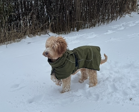 Klicke auf die Grafik für eine vergrößerte Ansicht  Name: IMG_1925.png Ansichten: 0 Größe: 337,3 KB ID: 1203096