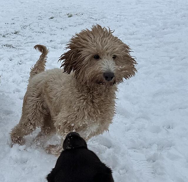 Klicke auf die Grafik für eine vergrößerte Ansicht  Name: IMG_1909.jpg Ansichten: 0 Größe: 129,2 KB ID: 1203098