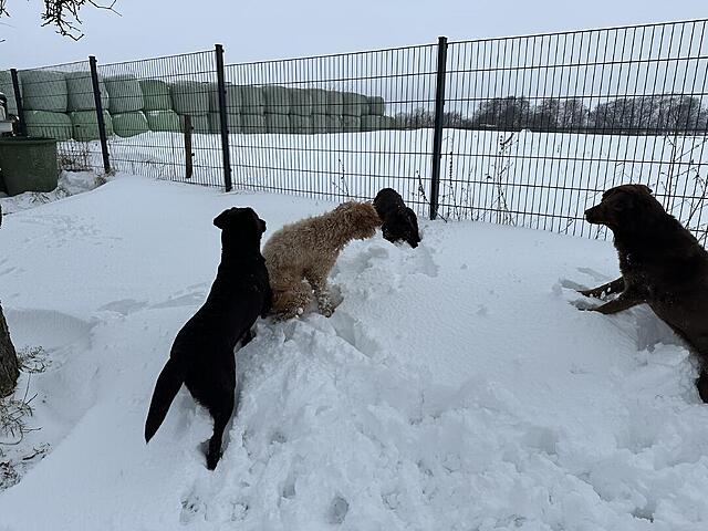 Klicke auf die Grafik für eine vergrößerte Ansicht  Name: IMG_1910.jpg Ansichten: 0 Größe: 127,3 KB ID: 1203099