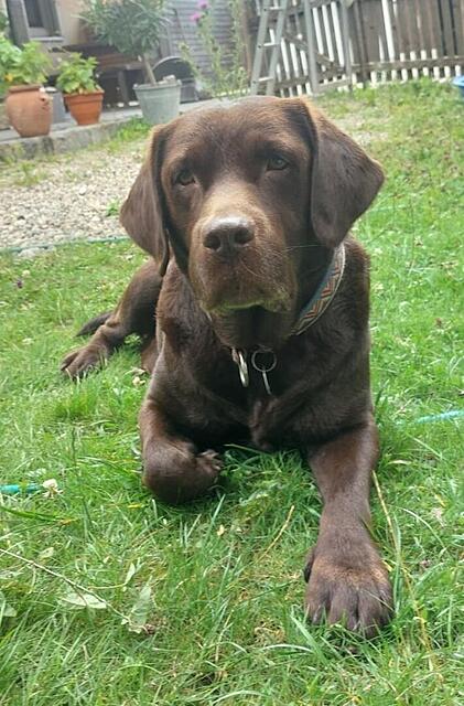 Klicke auf die Grafik für eine vergrößerte Ansicht  Name: Minka, jetzt Lilly2 #1737.jpg Ansichten: 0 Größe: 122,6 KB ID: 1203102