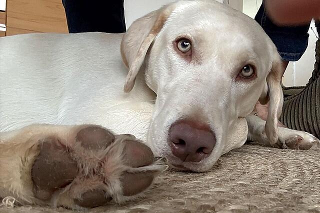 Klicke auf die Grafik für eine vergrößerte Ansicht  Name: IMG_0560.jpg Ansichten: 0 Größe: 99,8 KB ID: 1203163