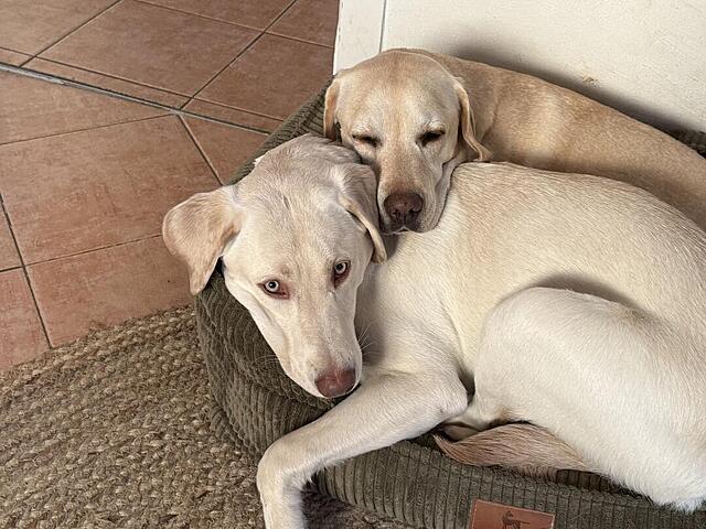 Klicke auf die Grafik für eine vergrößerte Ansicht  Name: IMG_0811.jpg Ansichten: 0 Größe: 136,9 KB ID: 1203165