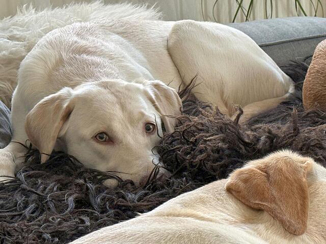 Klicke auf die Grafik für eine vergrößerte Ansicht  Name: IMG_1355.jpg Ansichten: 0 Größe: 125,4 KB ID: 1203164