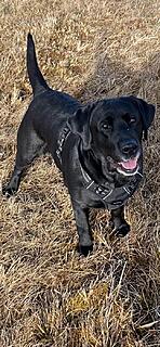 Klicke auf die Grafik für eine vergrößerte Ansicht  Name: IMG_3126.jpg Ansichten: 0 Größe: 184,3 KB ID: 1203199